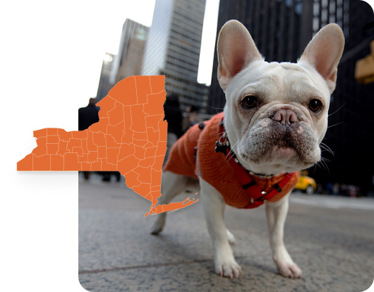 White French Bulldog standing in front of large buildings on a downtown street in New York and an overlay of New York state symbol.