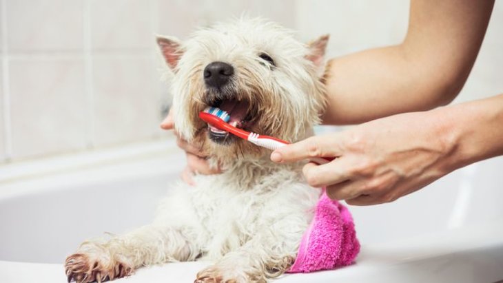 woman brushing dog's teeth in bathroom