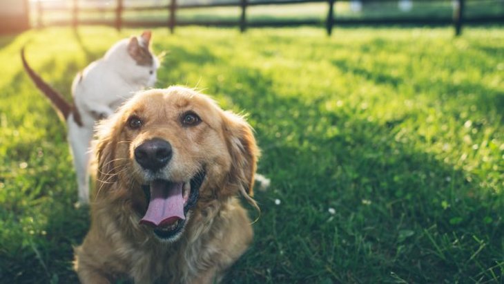 Golden Retriever and cat in sunny grass field