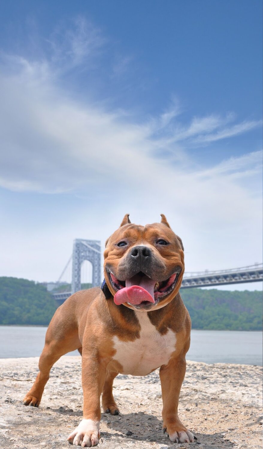 dog standing with the golden bridge gate at the background