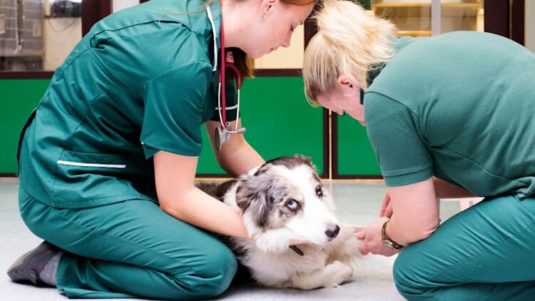 A dog examined by vets