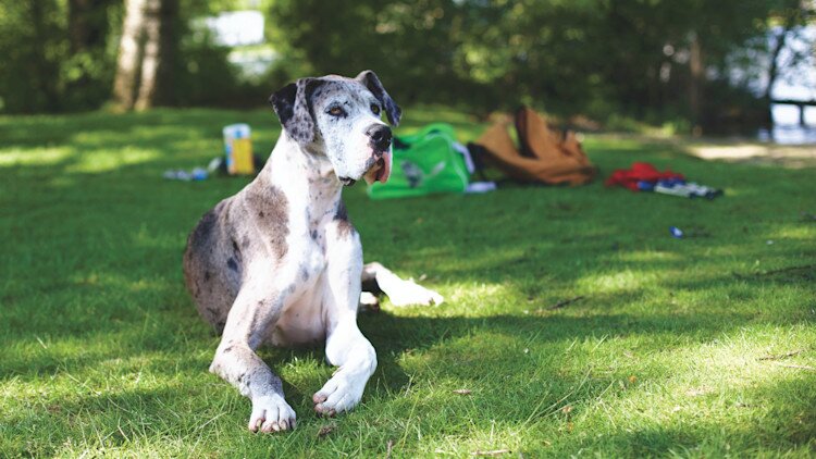 Great Dane lying on the grass