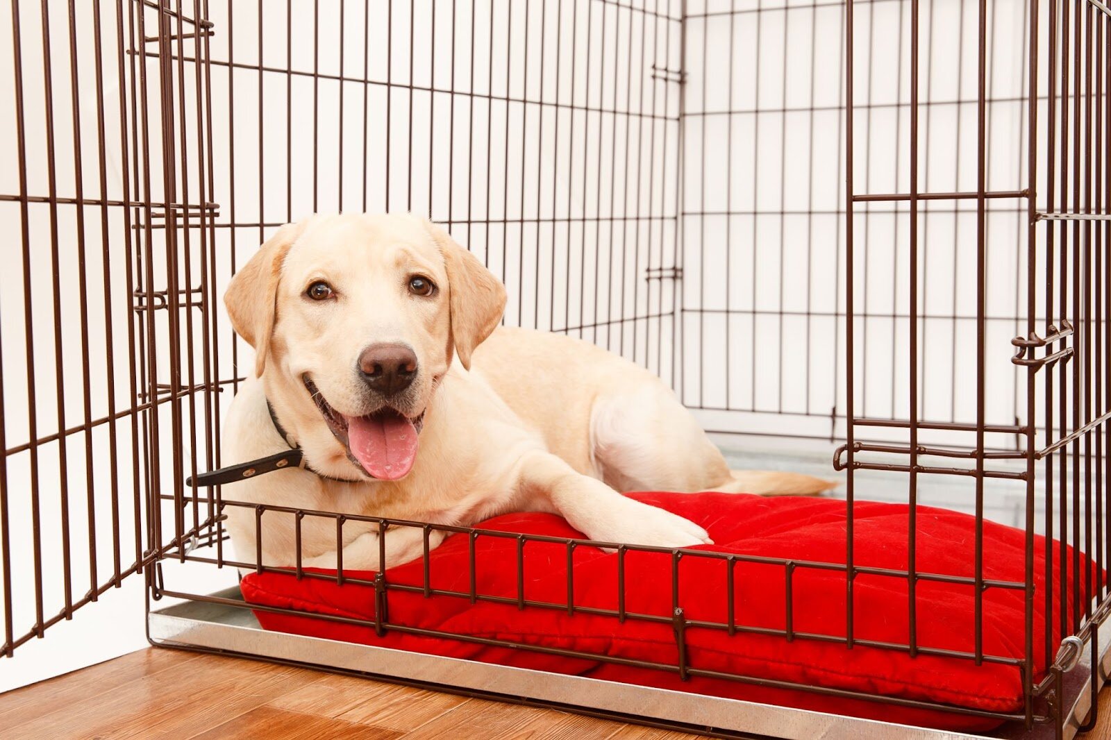 dog resting inside its crate