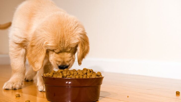 puppy eating a bowl of food