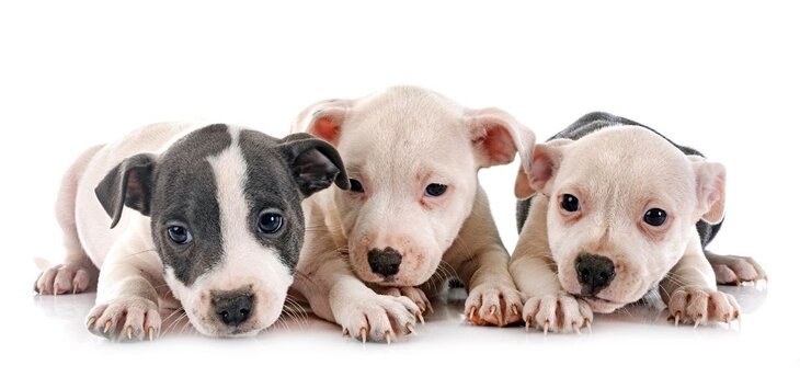 cute staffy puppies