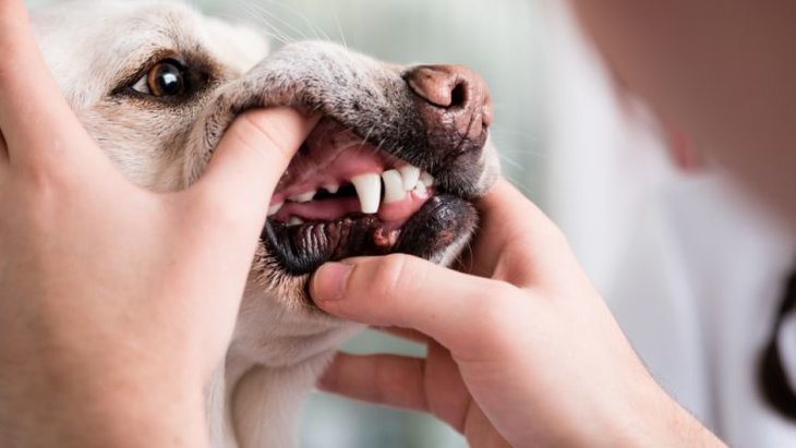 close up photo of vet inspecting lab's teeth