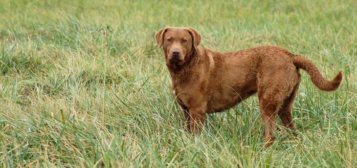 chocolate lab hunting dog name