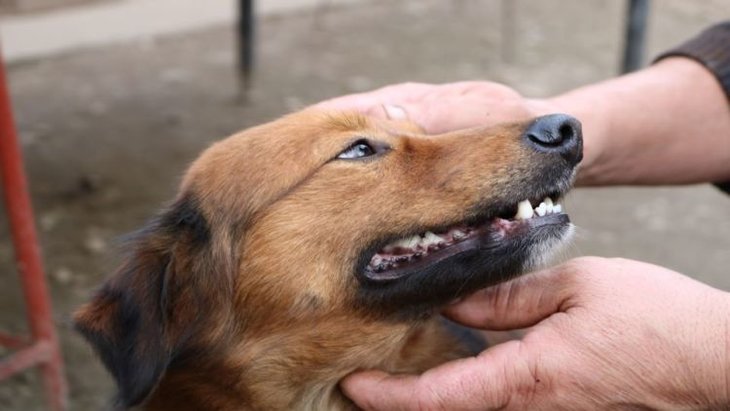dog receiving pet