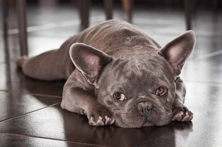 cute french bulldog