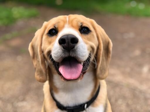 cute beagle face