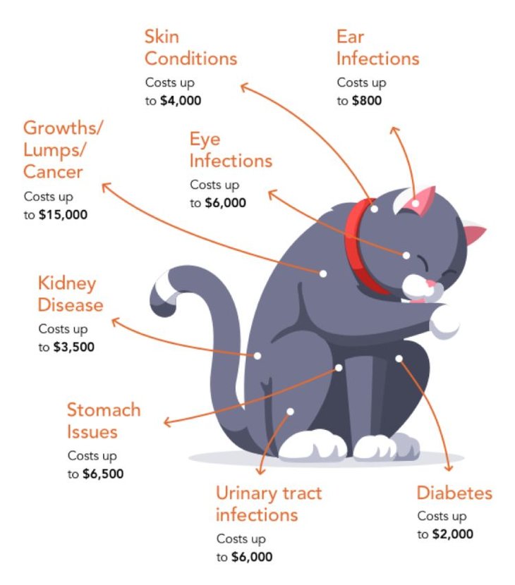 costs of common cat illnesses