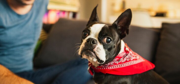 boston terrier with red bandana