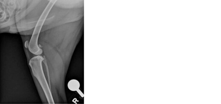 X-ray of a normal dog knee