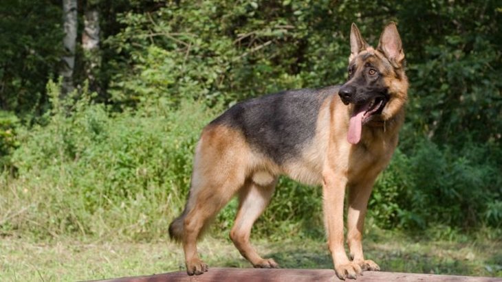 German Shepherd on wooden feature