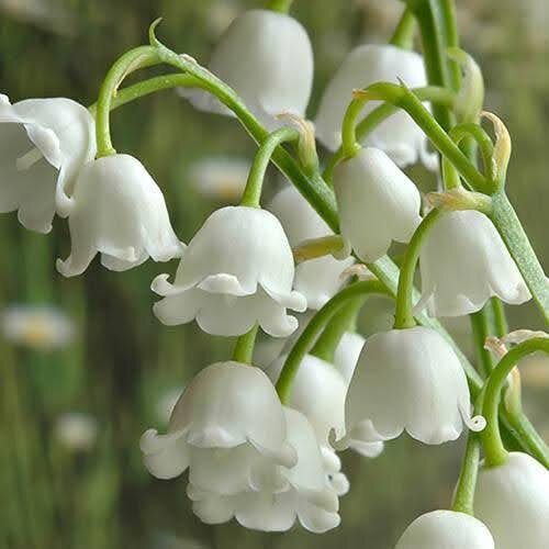 lily of the valley