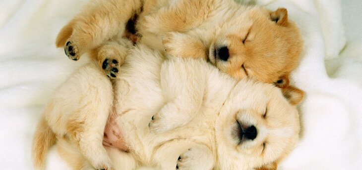 cute sleeping puppies