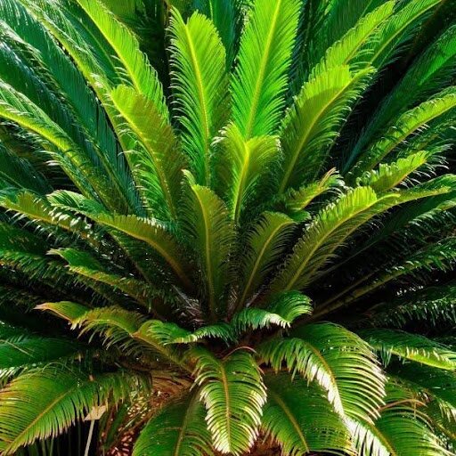 sago palm plant