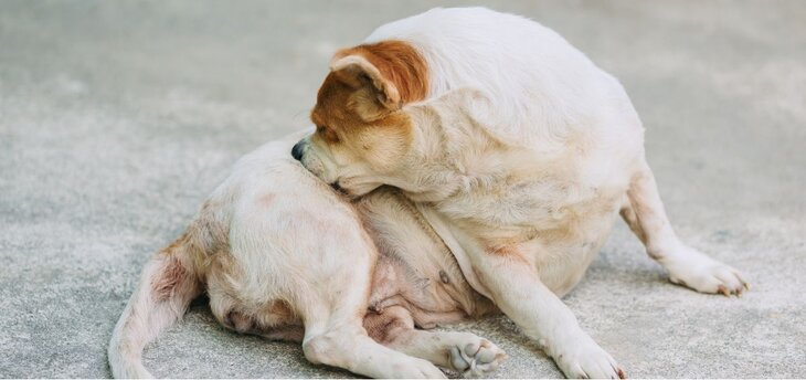 dog chewing on its fur
