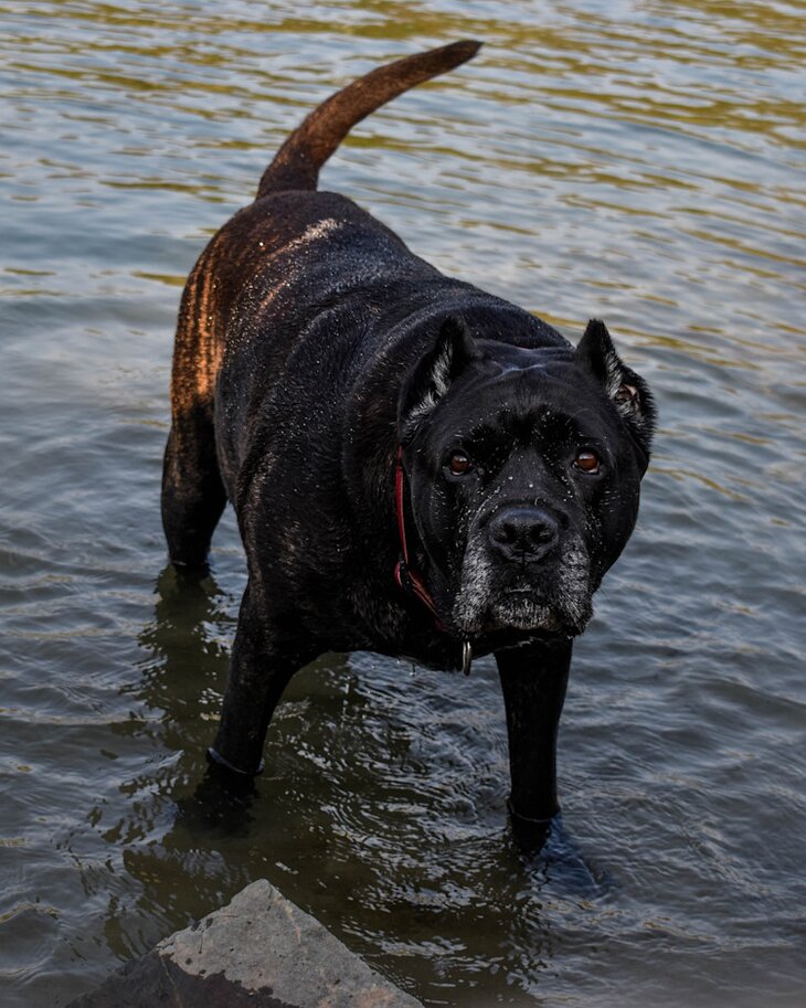 black cane corso on water