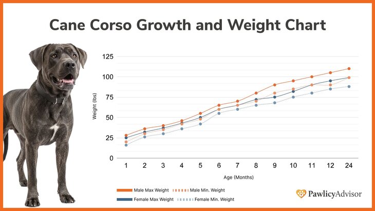 Cane Corso growth and weight chart comparing male and female over time