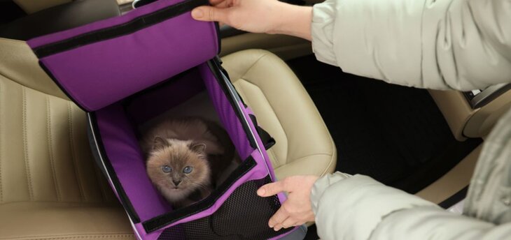 cat in carrier on car seat