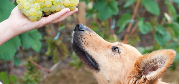 dog sniffing grapes