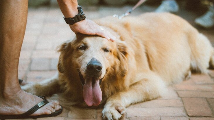 Golden retriever getting a pat on the head