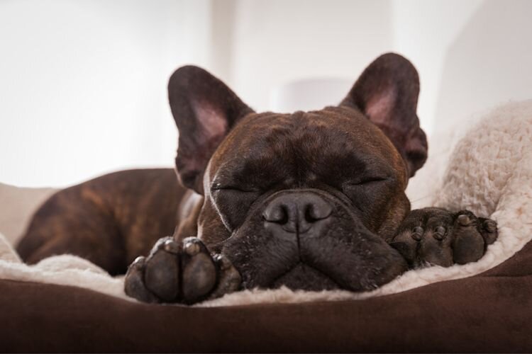 dog sleeping on dog bed