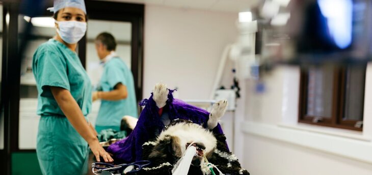 veterinary specialist performing surgery