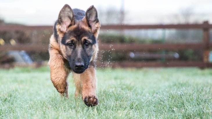 gsd puppy running in grass