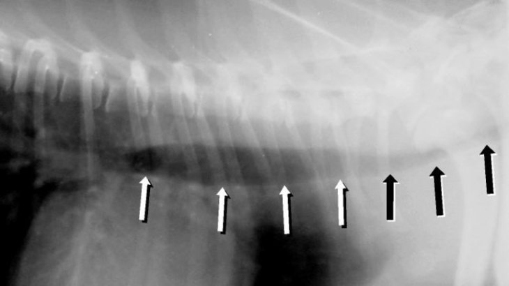 dog x-ray image of collapsed trachea