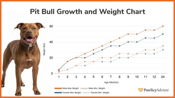 Pit Bull growth and weight chart comparing male and female over time