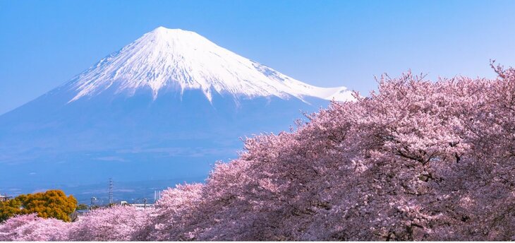cherry blossoms with Mt.Fuji in the background
