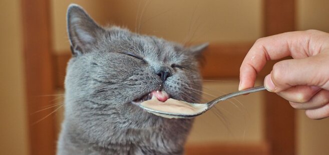 cat loves food