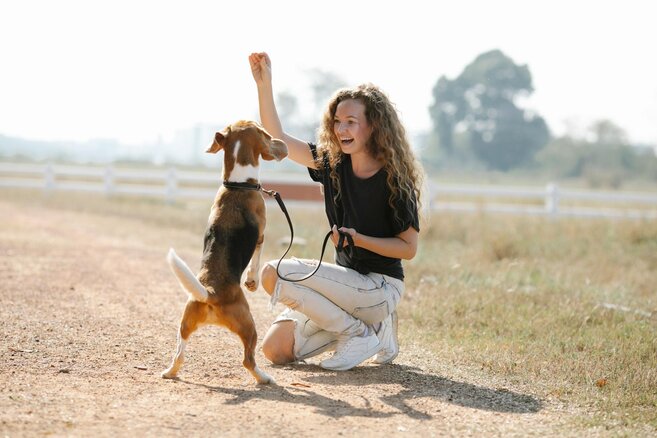 woman training beagle