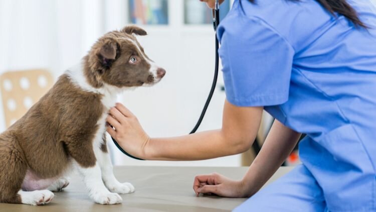 vet listening to puppy's heartbeat
