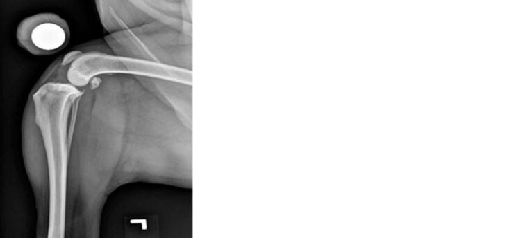 X-ray of a dog with CCL disease