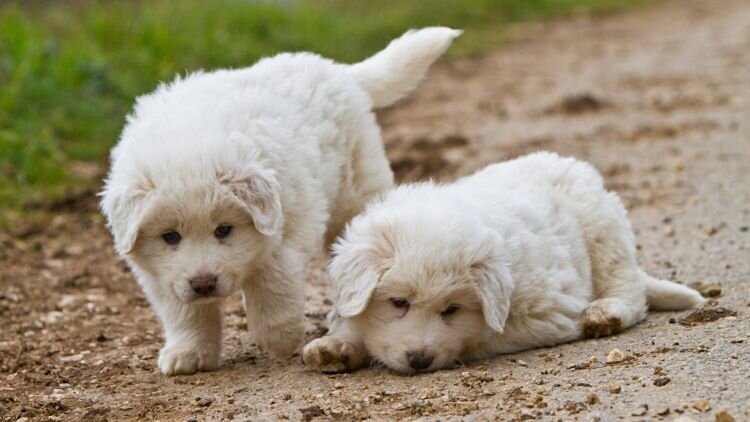 Two great Pyrenees puppies