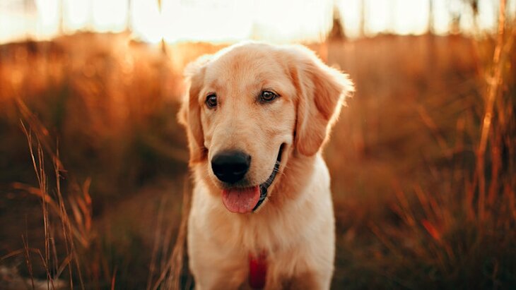 golden retriever on the field