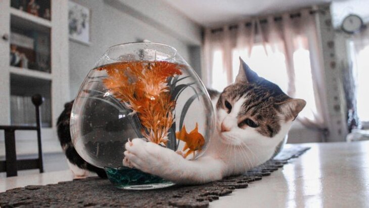 cat playing with fishbowl