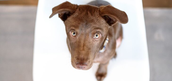 female chocolate lab looks up at owner saying name