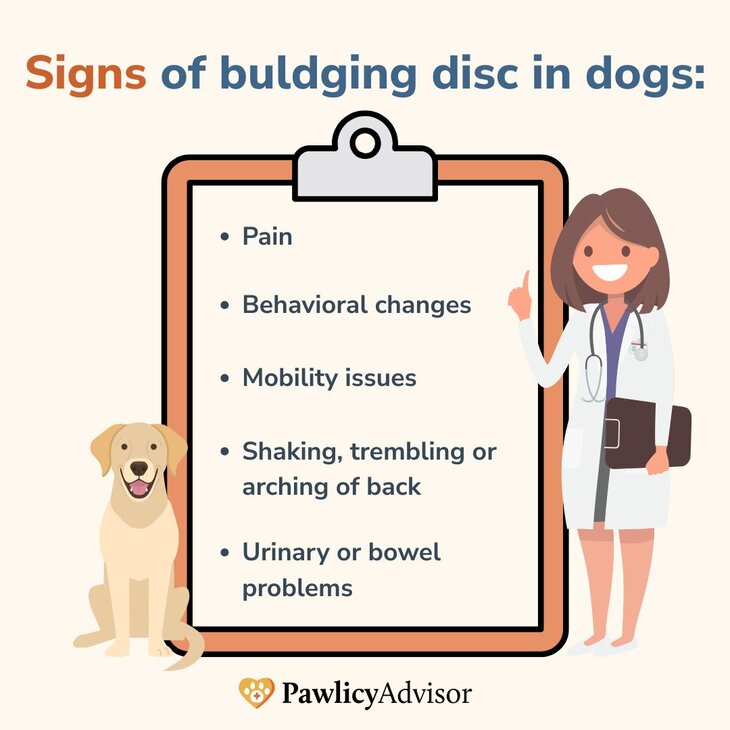 signs of bulging disc in dogs