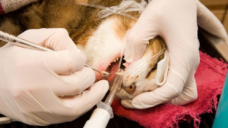 vet cleaning cat teeth