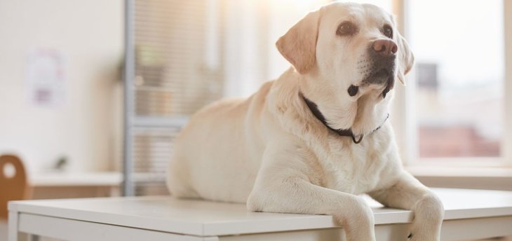 yellow lab