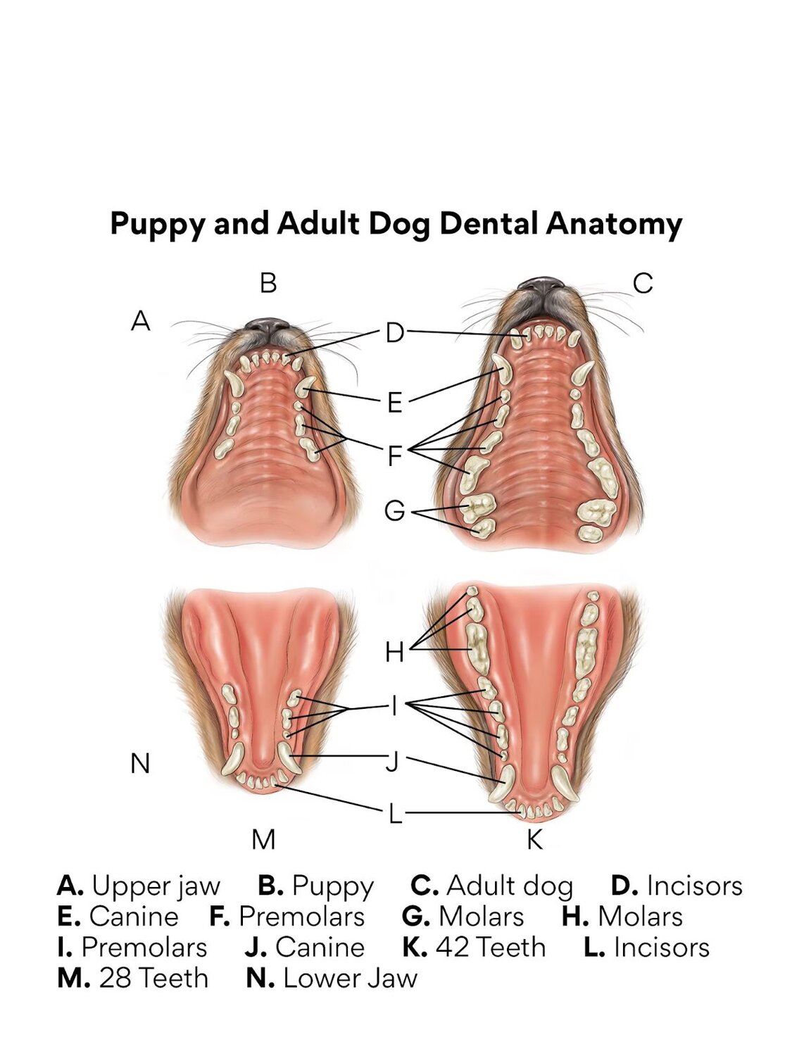 puppy and adult dog dental anatomy