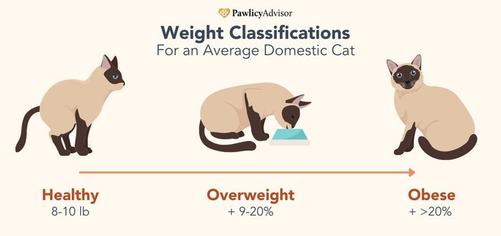a graphic illustrating the weight classifications of an average cat