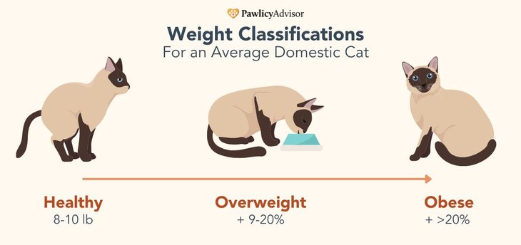a graphic illustrating the weight classifications of an average cat