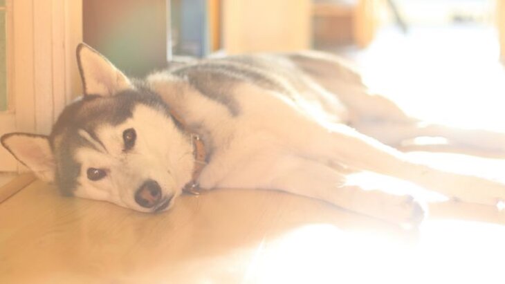 Husky dog lying on the floor showing signs of heat stroke