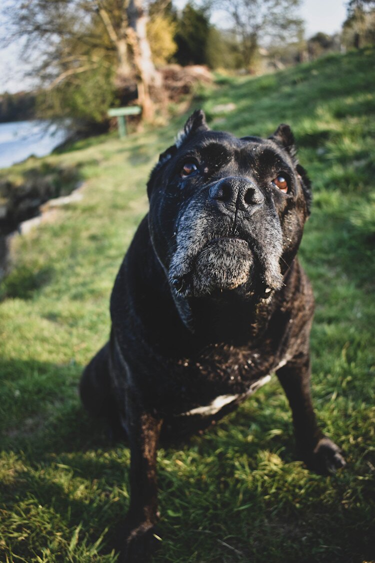 cane corso on sitting on grass