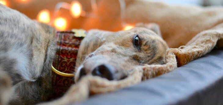 sleepy greyhound in apartment 